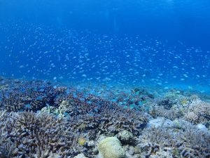 阿嘉島のきれいな珊瑚